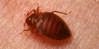 Three State Buildings Have Bed Bugs