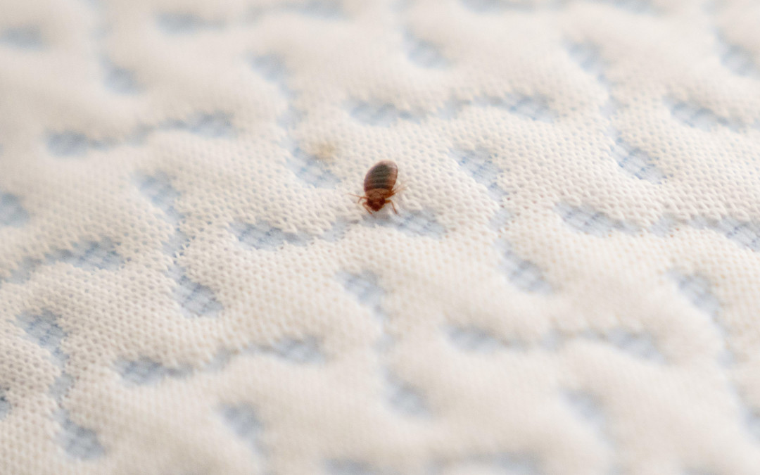 In The Near Future, Those Who Fall Victim To Bed Bug Infestations Within Their Home Will Likely Be Able To Eliminate The Pests By Taking A Daily Pill