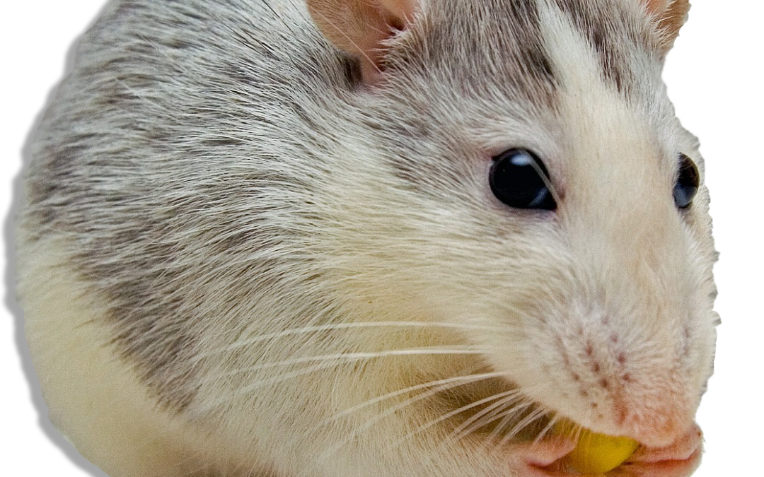 10 Easy Rodent Tips For Homeowners| Johnny B’s Pest Control