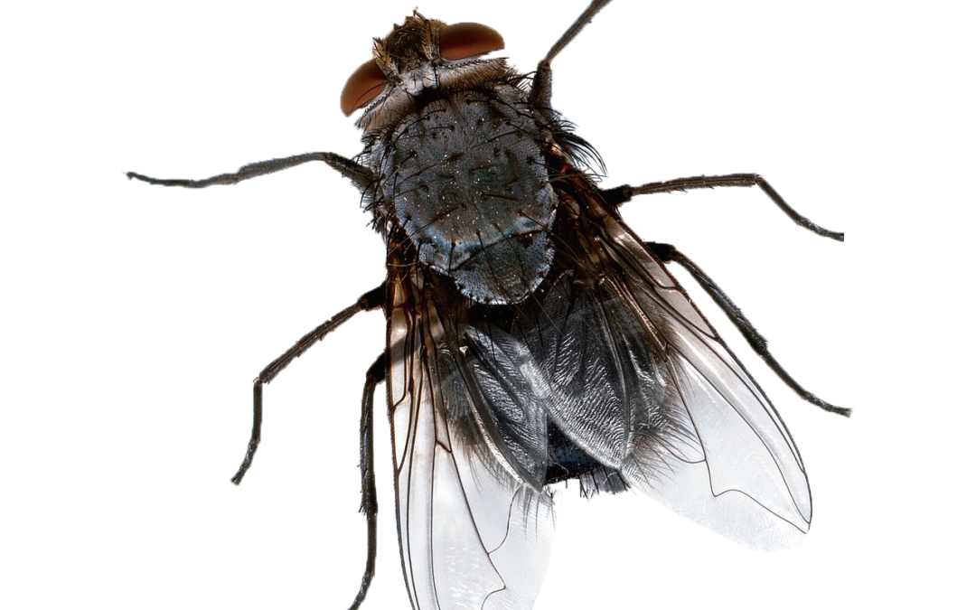 Phorid Flies Exploit A Variety Of Organic Materials In Order To Proliferate Within Homes