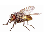 Which Massachusetts Fly Species Commonly Infest Homes And Can Spread Disease To Humans?