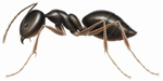 What Do Odorous Ants Smell Like?