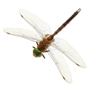 Dragonfly Boston Pest Control