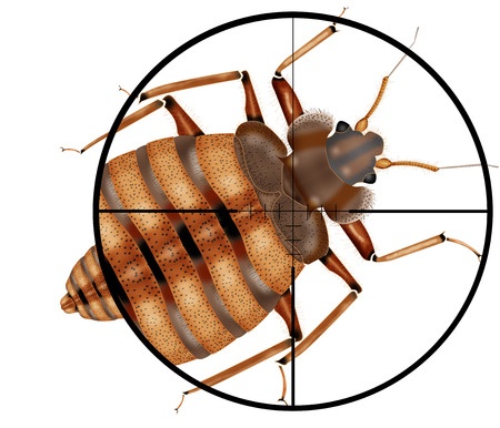 Bed Bug Inspection boston