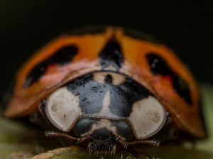 47238930 - front view of asian lady beetle on leaf