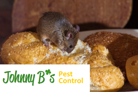 Top 5 Rodent-Proofing Tips | Johnny B’s Pest Control