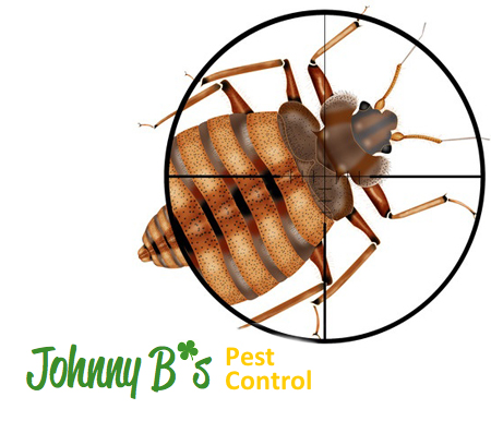 Bed Bug Travel Tips For Coming Home | Johnny B’s Pest Control