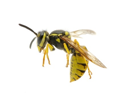 A Man Films A Wasp Decapitating A Roach After A Fight Between The Two Insects Unfolded On His Dinner Table