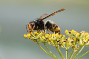 Boston Wasp and Hornet Control
