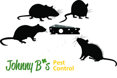 South boston Rodent Control