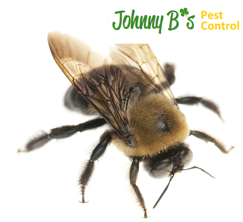Government Kills 1 Million Bees | Johnny B’s Pest Control