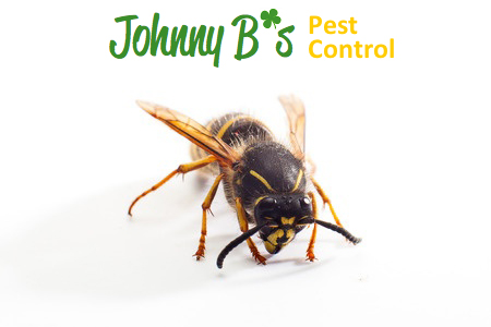 The Fall Is Coming, Which Means More Stings | Johnny B’s Pest