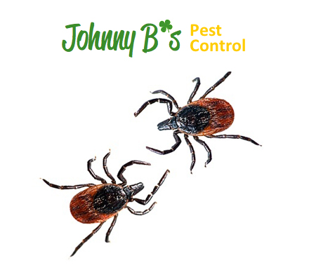 Reducing Lyme Disease Cases | Johnny B’s Pest