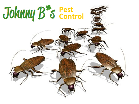 No Insects, No Chocolate! | Johnny B’s  Pest Control