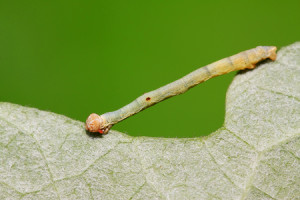 77163859 - cankerworm larvae on plant in the wild