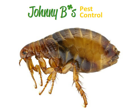 What Sort Of Indoor Conditions Allow Fleas To Thrive