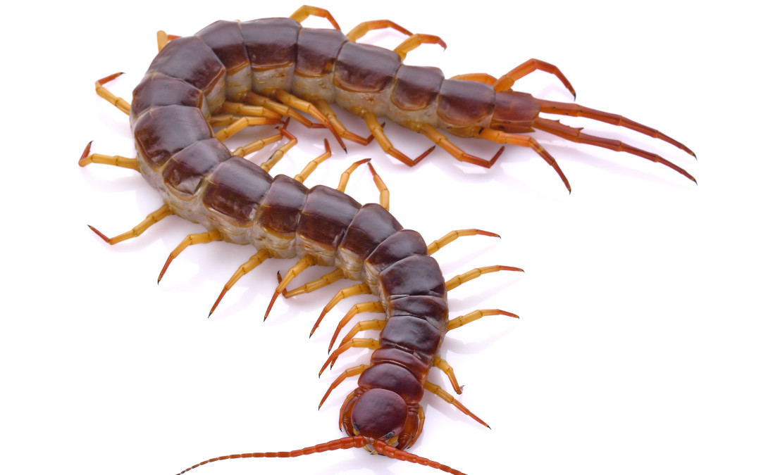 The Earliest Insects To Appear On Earth Looked Like Worms With A Mouth