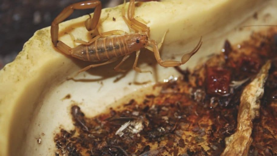 Venomous Scorpion Species Has Found Its Way Into El Paso