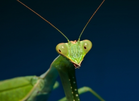 The Praying Mantis Is The Only Insect That Has Inspired A Form Of Martial Arts
