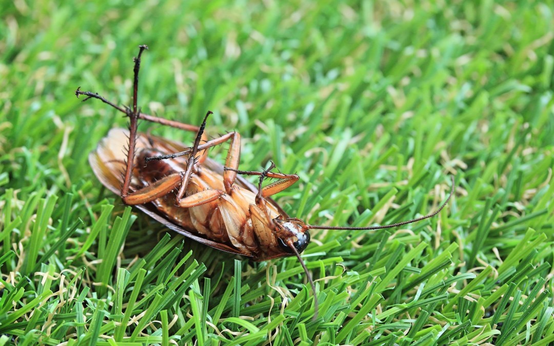 Cockroaches May Hold The Key To Future E. Coli And MRSA Treatments