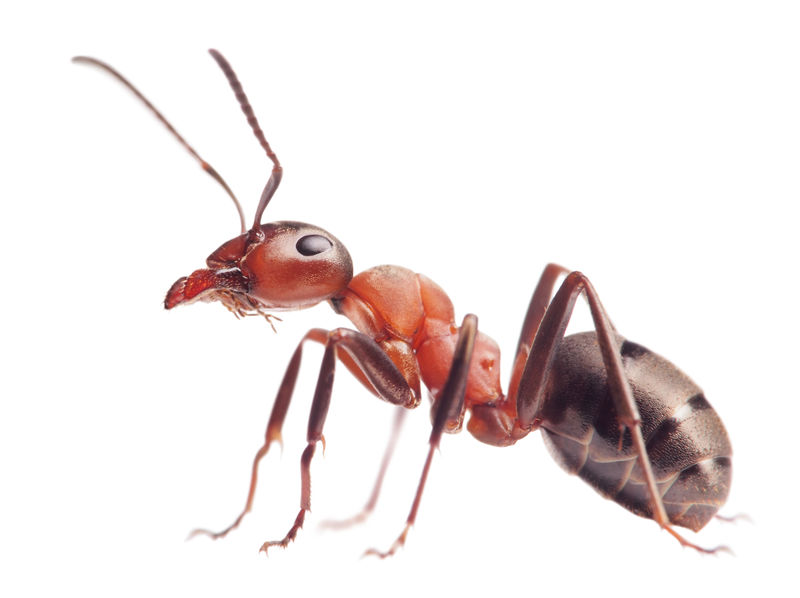 Which Ant Species Is Known For Swarming, But Rarely Foraging, Within Homes?