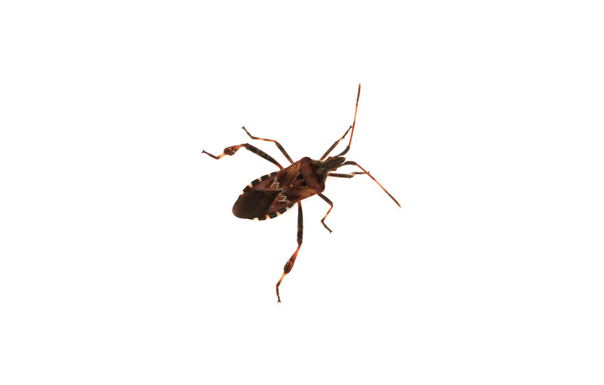 The Home-Invading And Odorous Insects That Are Commonly Mistaken For Stink Bugs In Massachusetts