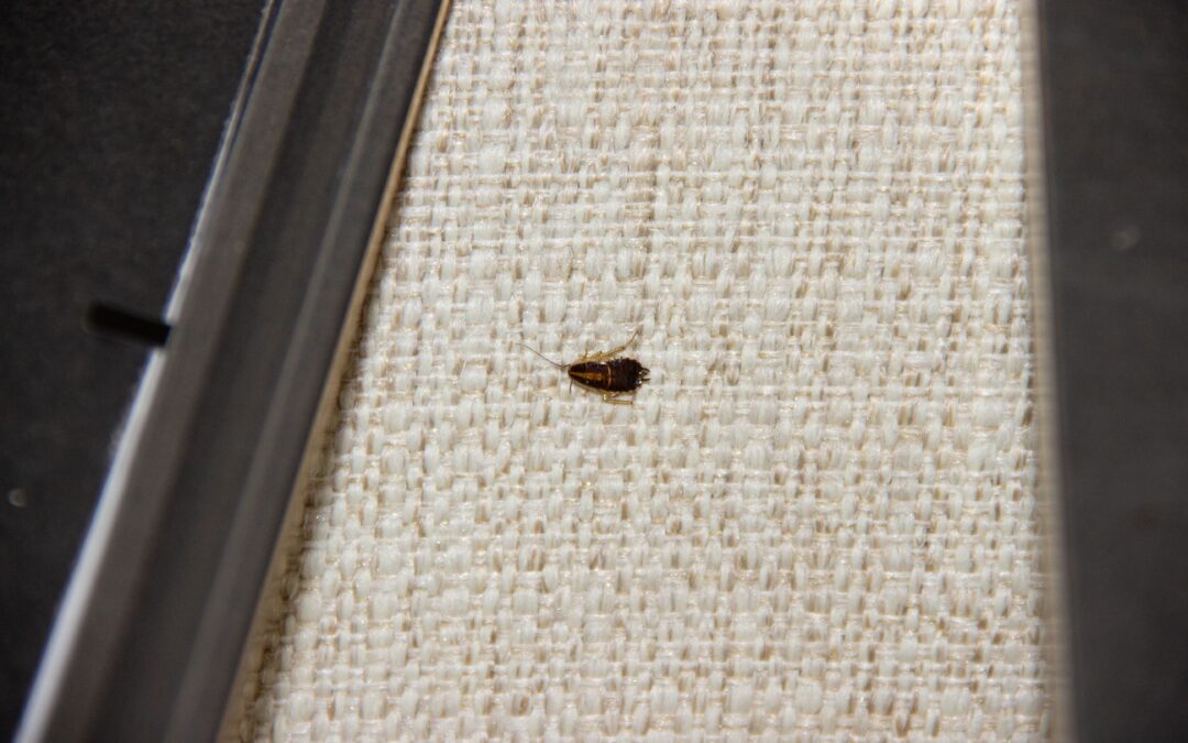 500g Ant & Roach Dust | Gardening Australia