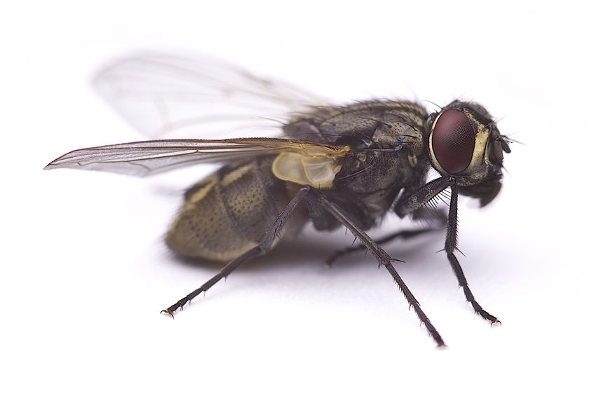 Which Types Of Disease-Causing Microorganisms Can House Flies Transmit To Humans, And Where Do They Acquire These Microorganisms?
