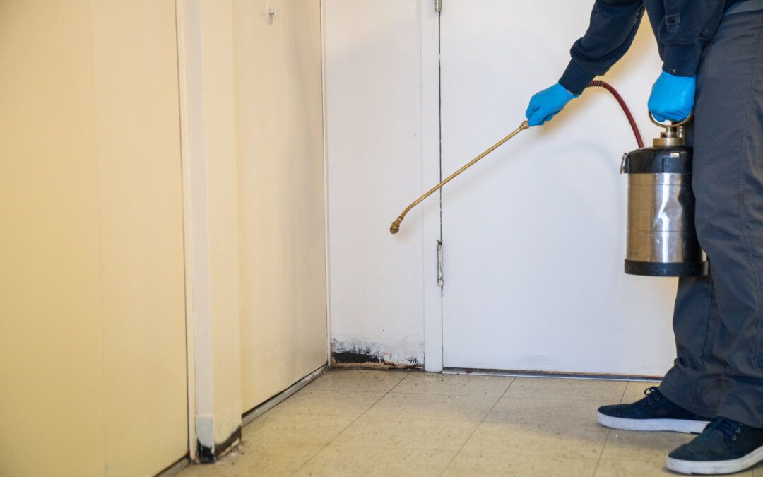 Preventing Ants From Invading! | Boston Ant Control Experts
