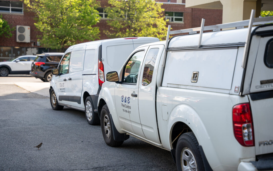 The Homeowner’s Guide to Identifying Common Household Ants