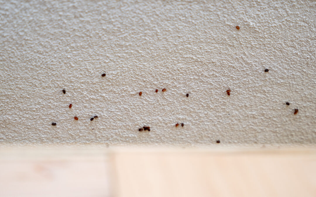 Fall Invaders: Common Boston Area Pests and Prevention Tips