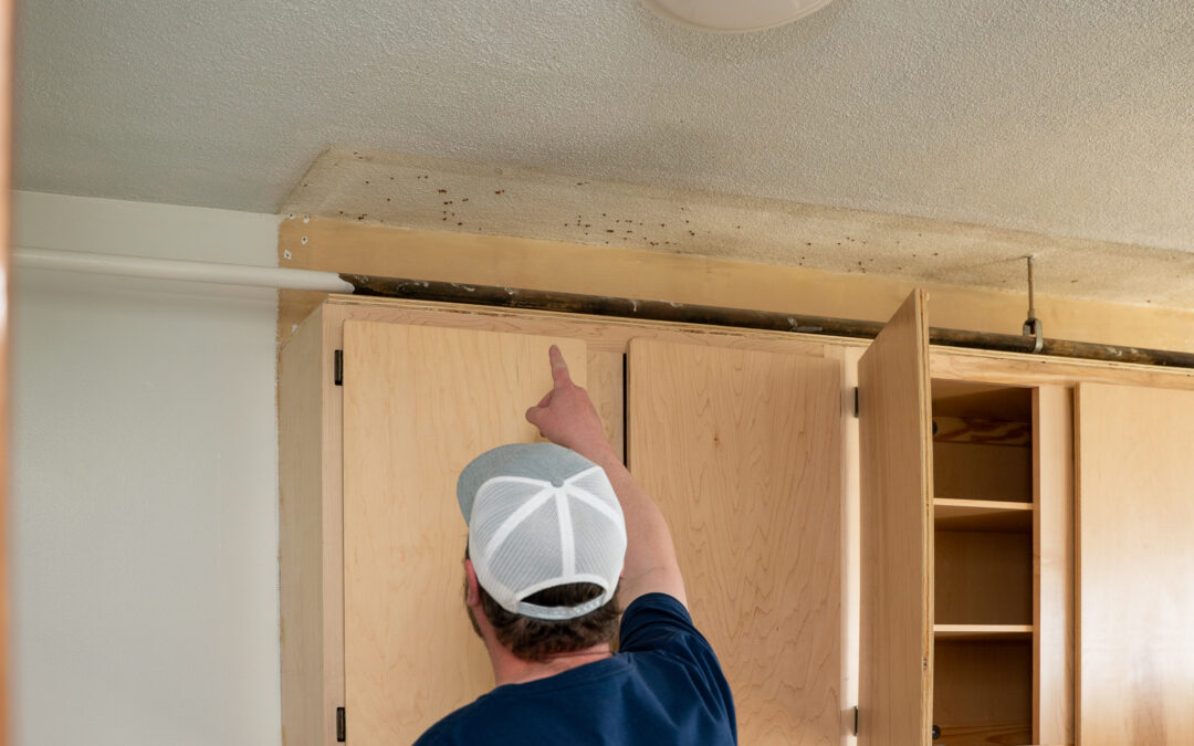 Keep Pests Out: A Room-by-Room Guide